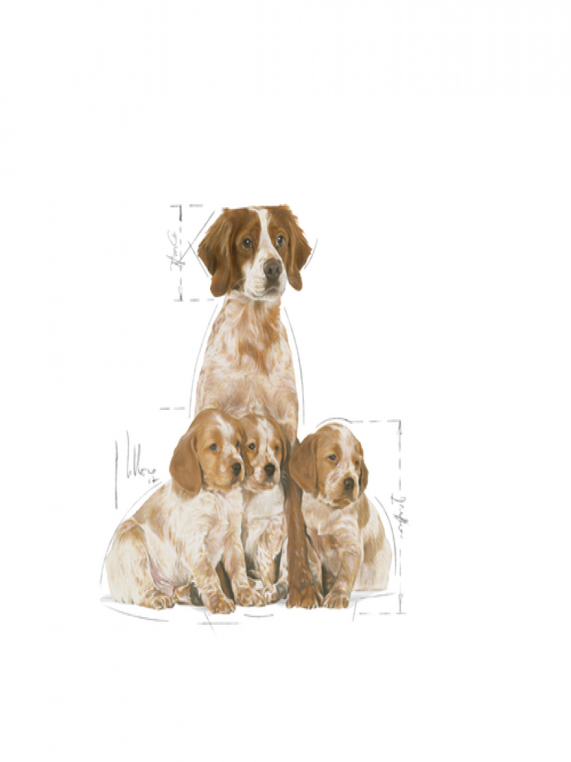 Medium Starter 1Kg on Effinity Pet Shoppe